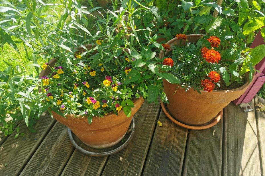 Pots d'aromatiques, de fleurs et de tomates