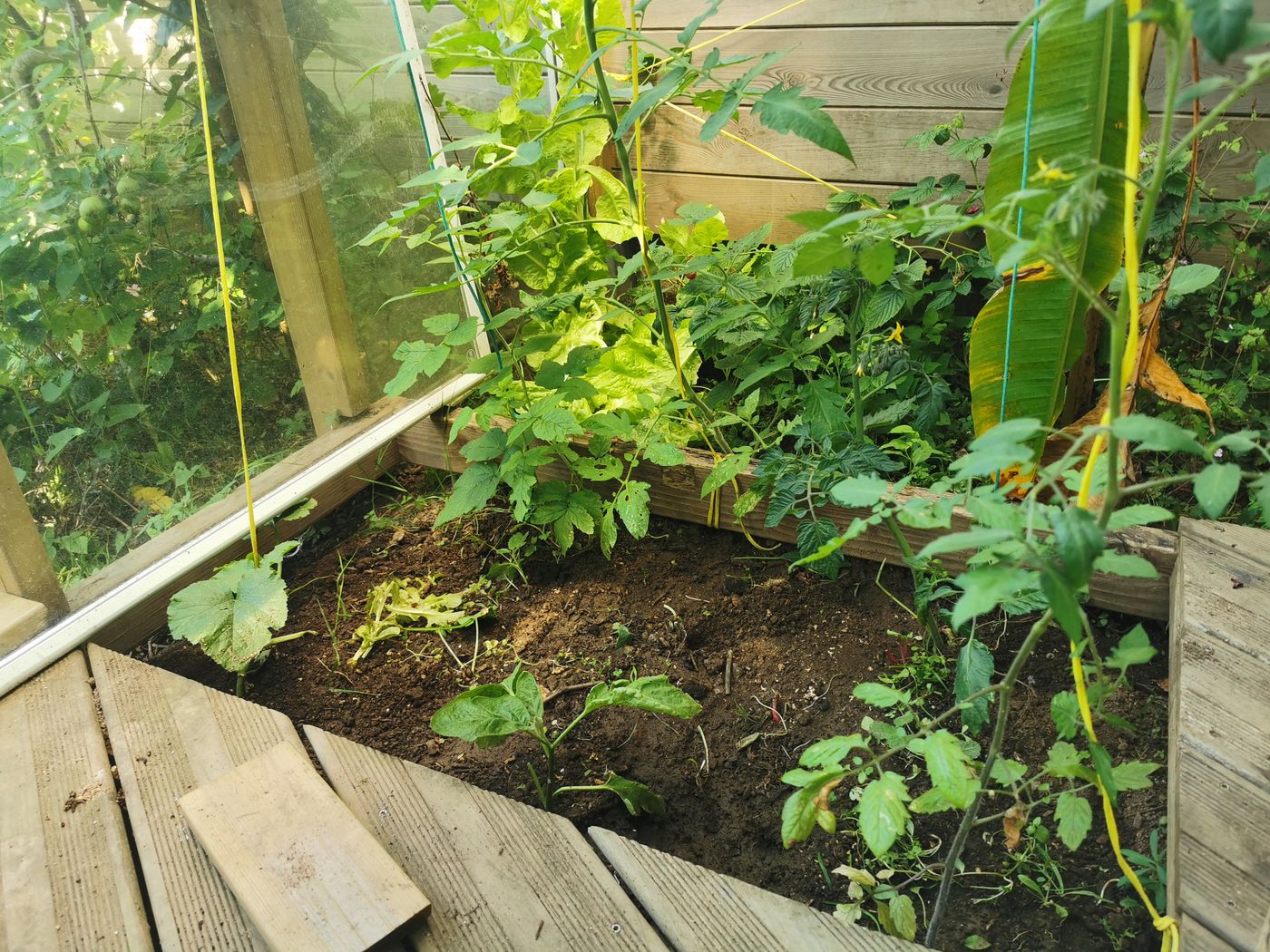 Quelques légumes d'été dans la serre