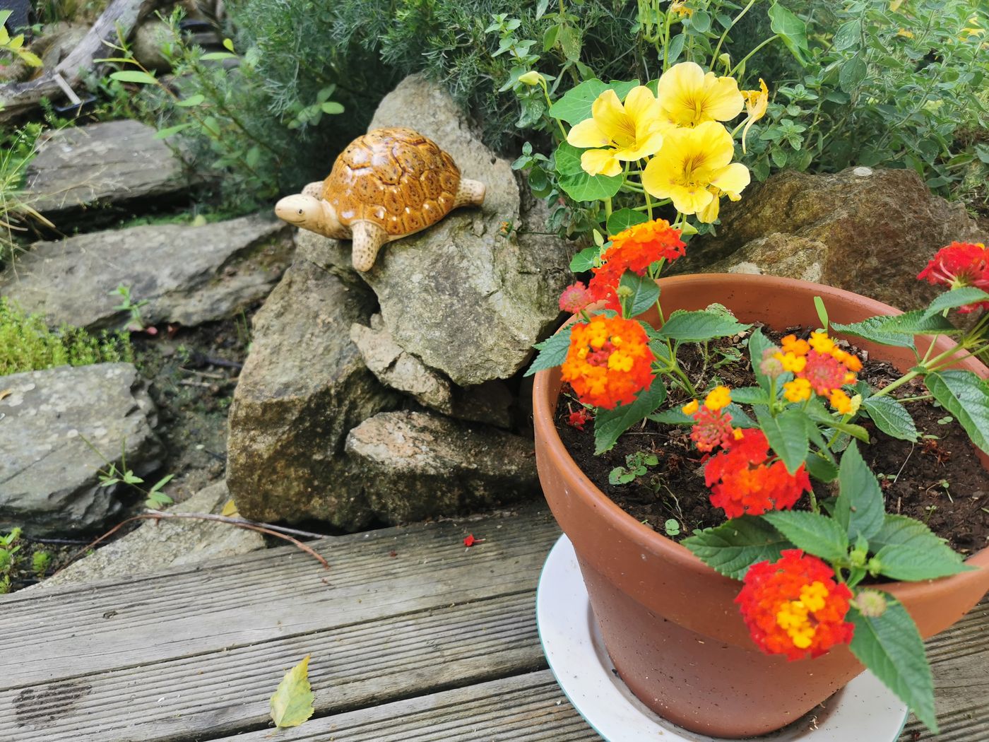 Une Lantana, des Capucine prés de la tortue en Céramique