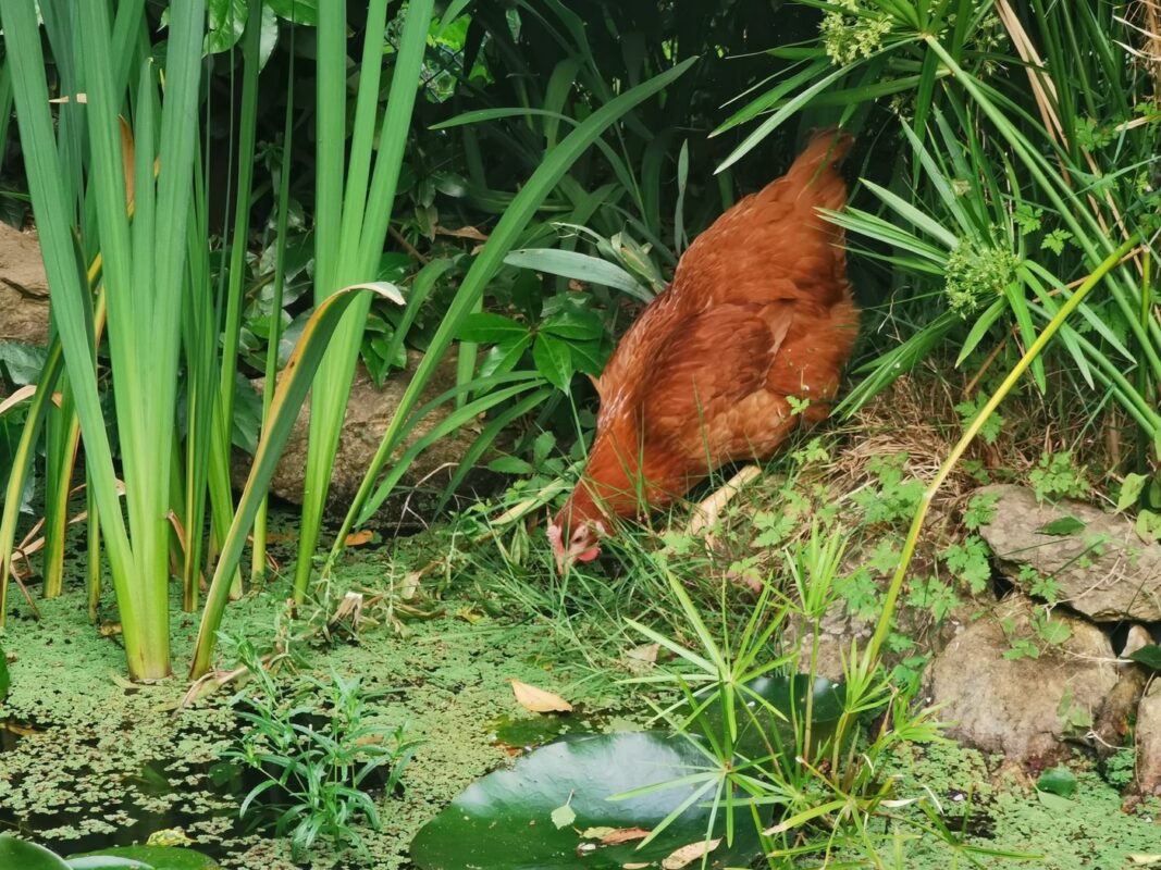 Il fait chaud, les poules ont soif!