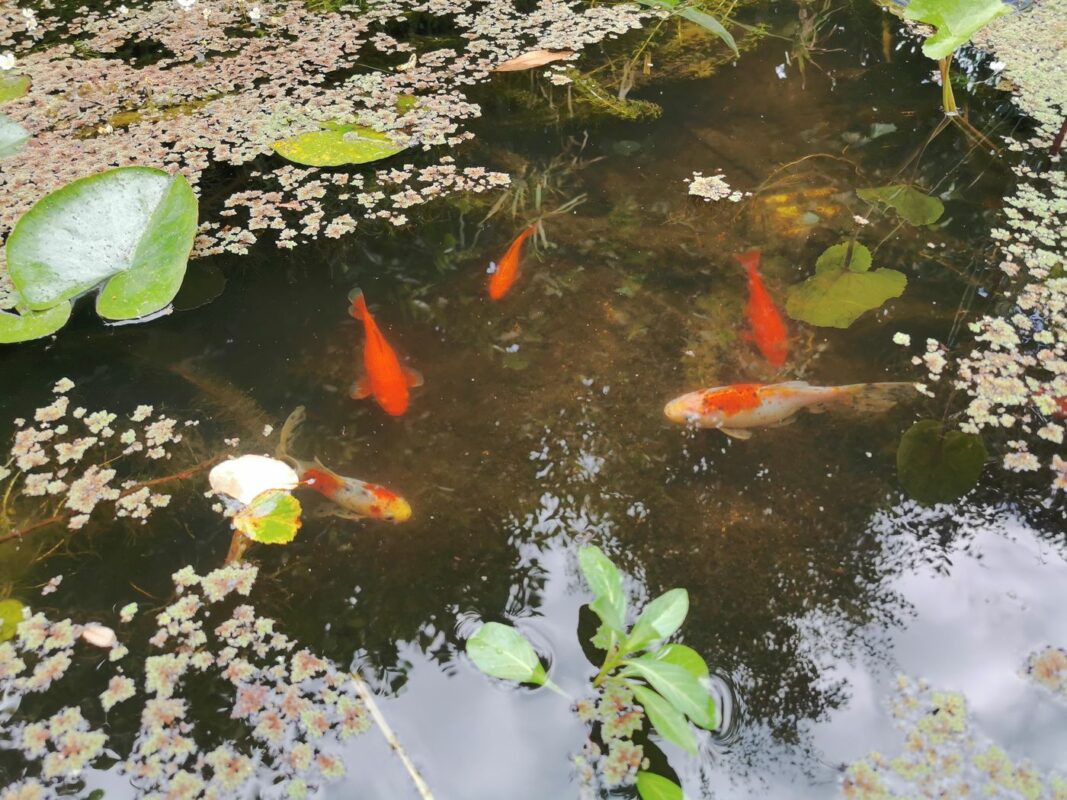 Les poissons rouges ont grossis et se sont multiplié en 2 ans