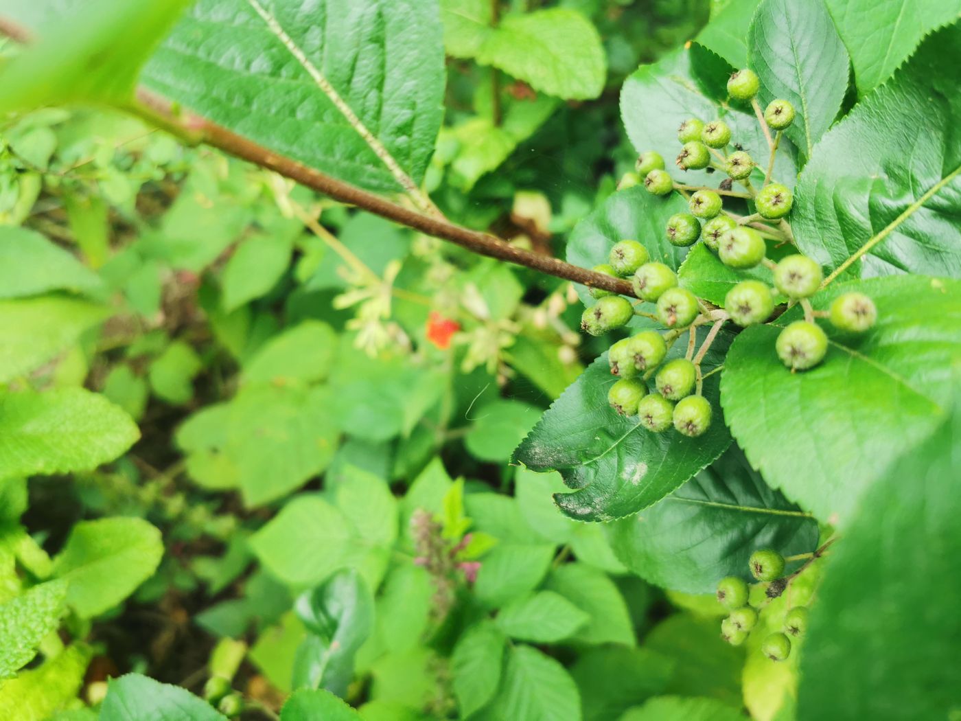 Aronia 'Viking' (à vérifier)