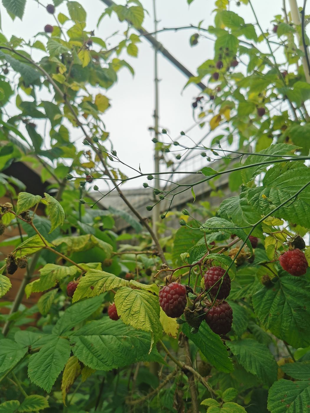 Framboises