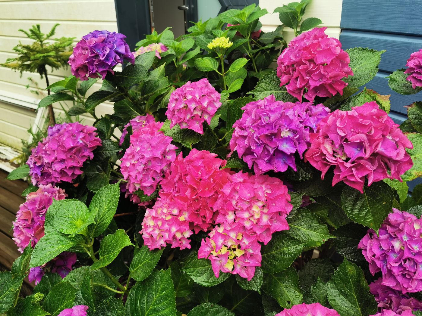 Les hortensias