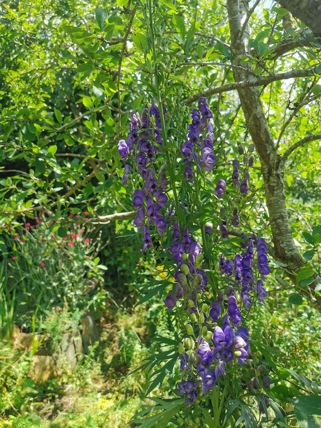 Fleurs d'Aconit