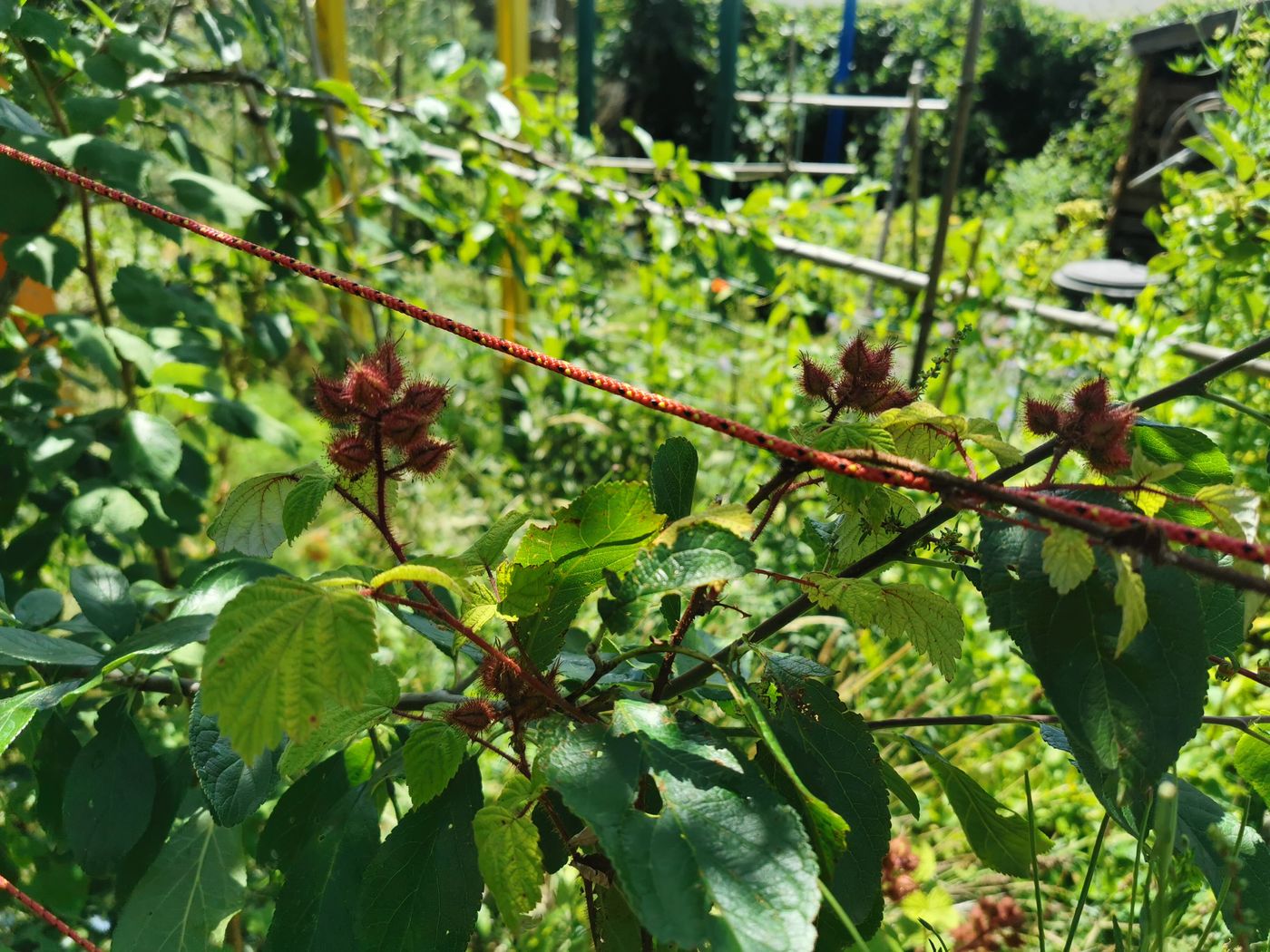 Framboise noire - Rubus Occidentalis