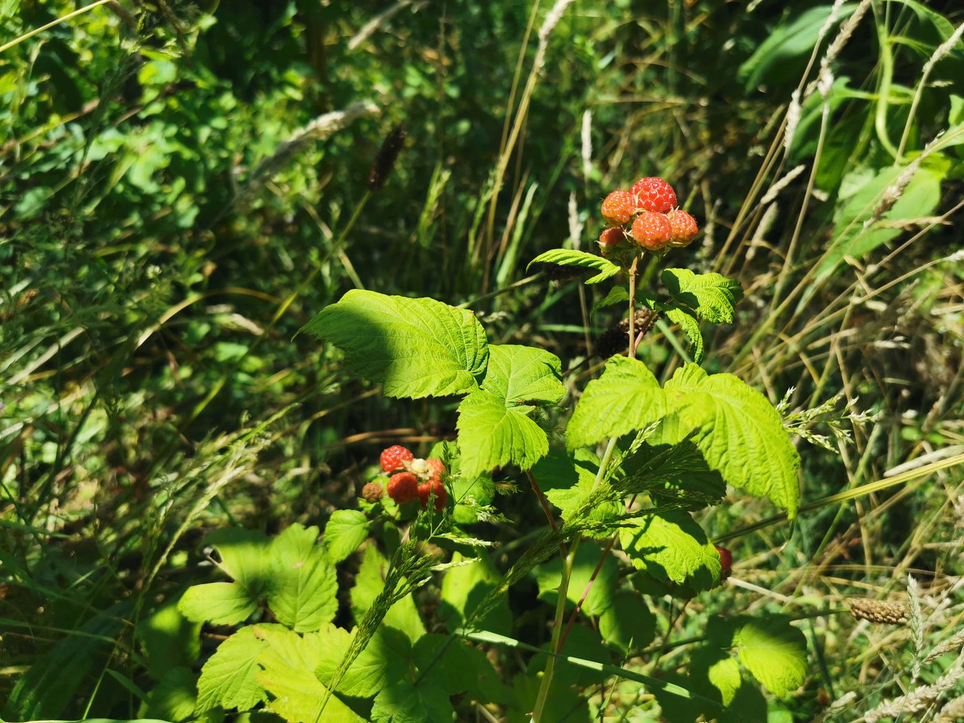 mure-raisin du japon- rubus phoenicolasius 