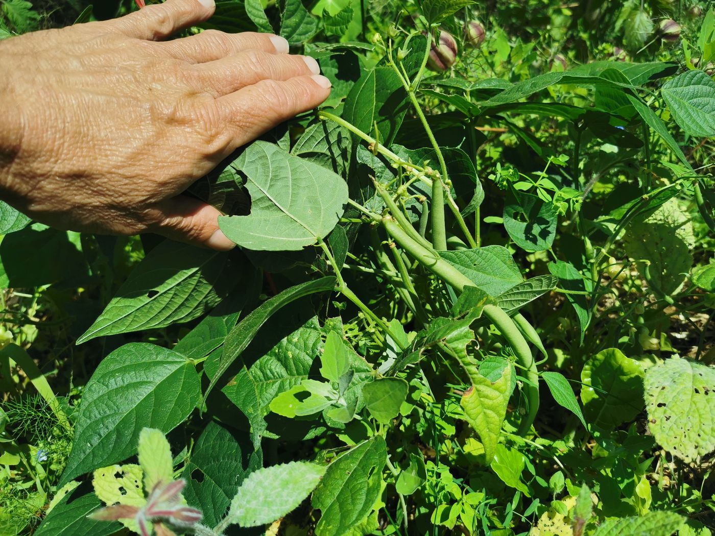 Bientôt la première récolte des haricots nains