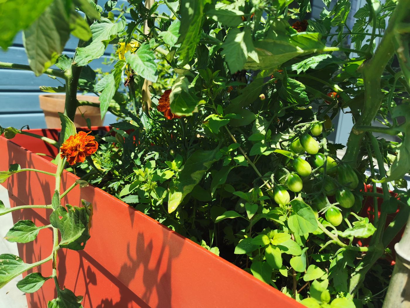 Tomates et œillets sur le solarium !