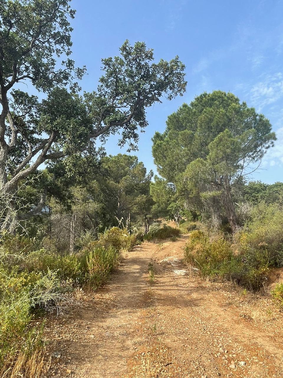 Chemin herbeux