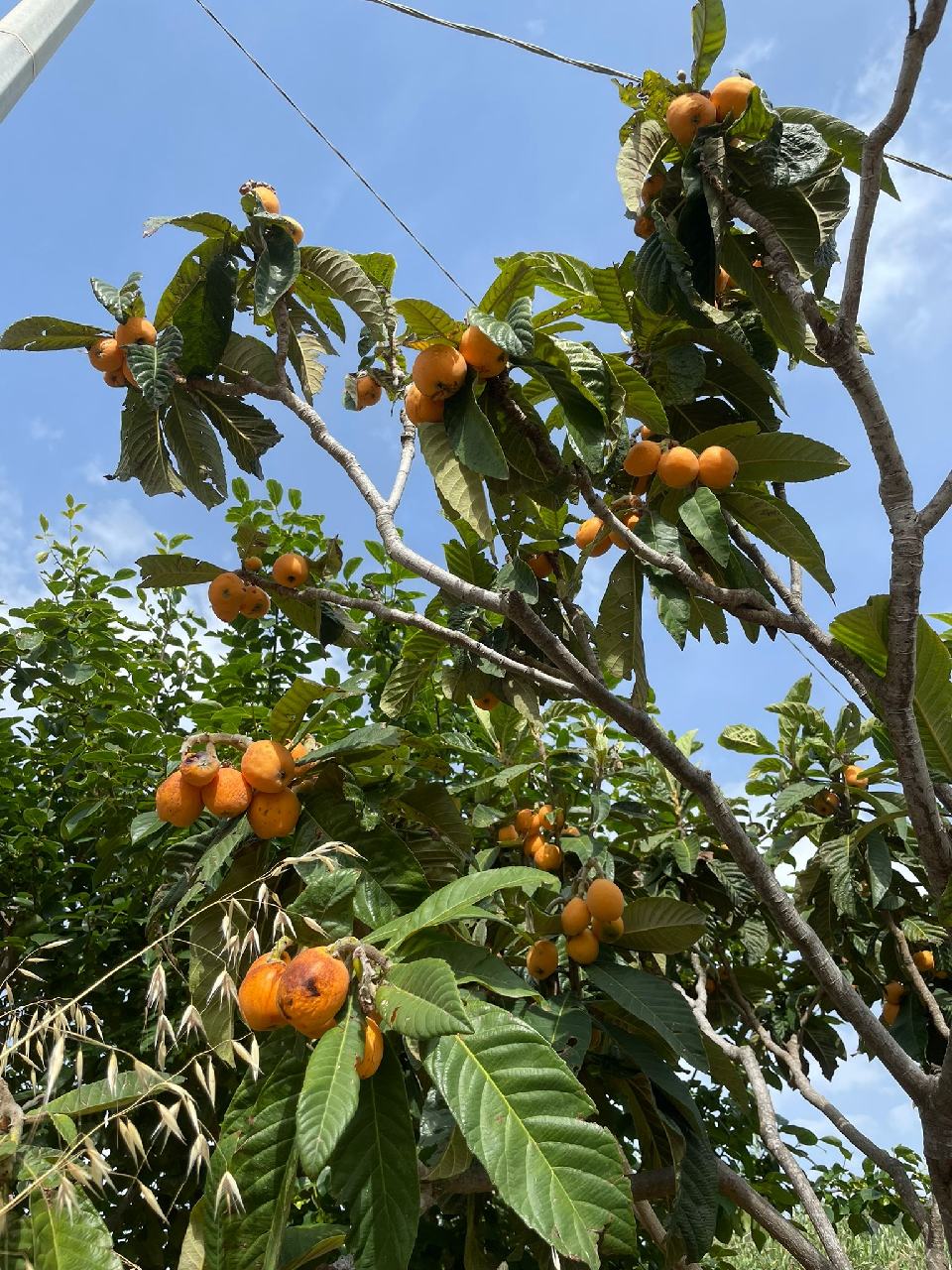 Un néflier, l'occasion de gouter ce fruit.