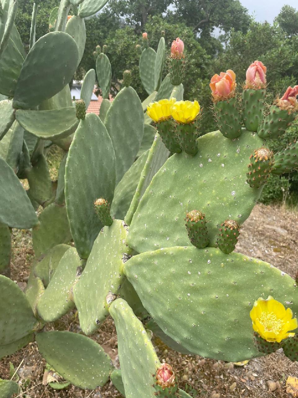 Cactus en fleurs