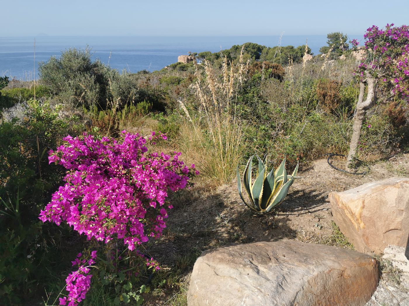 Fleurs, Cactus, Bougainvilliers