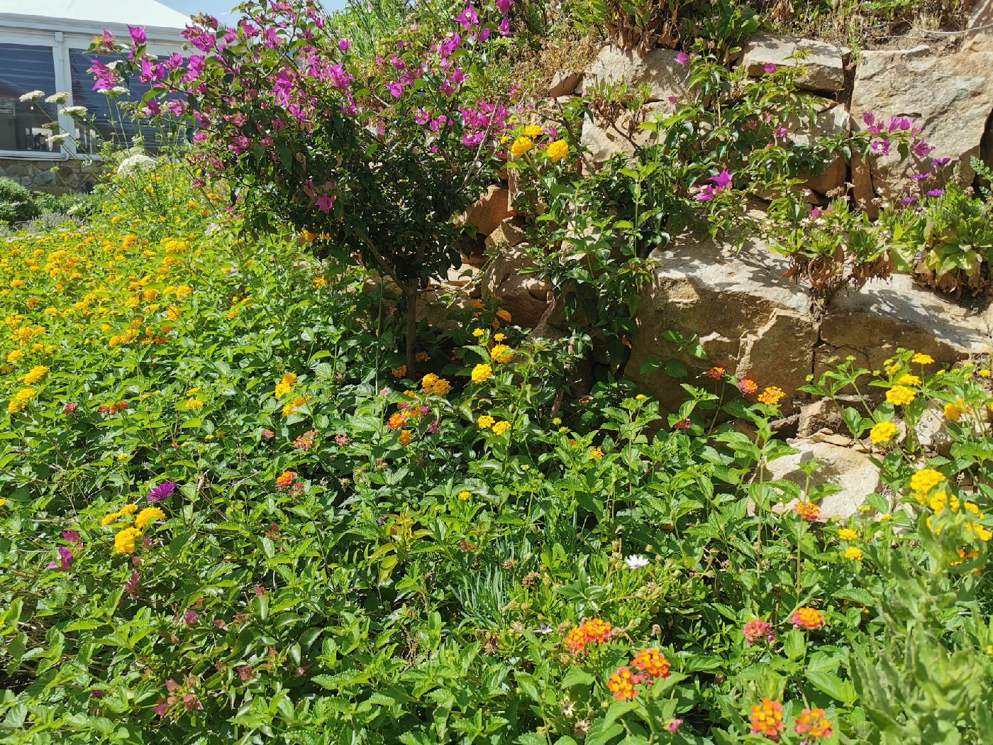 Fleurs sur le chemin de la plage