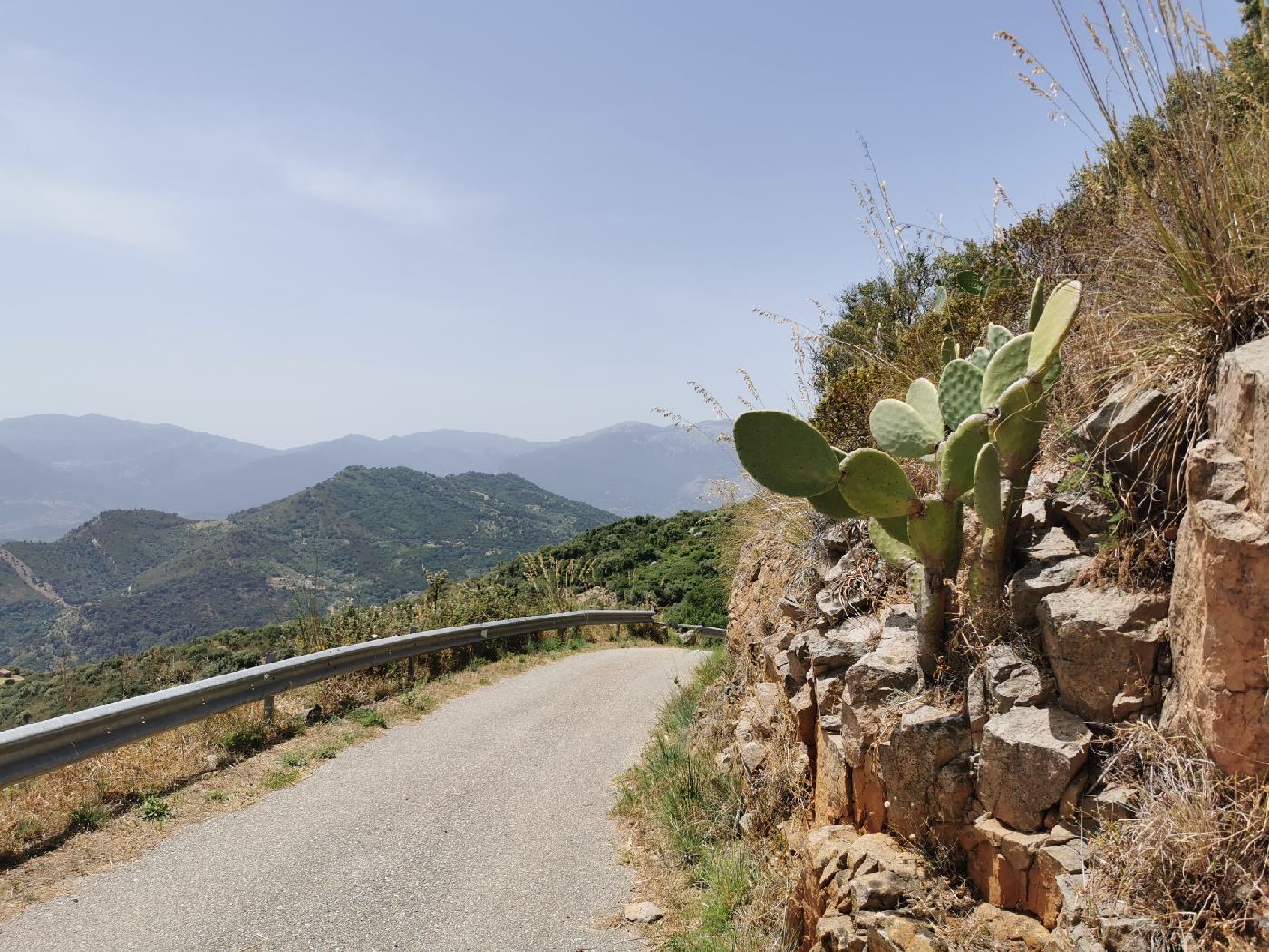 La route, les cactus