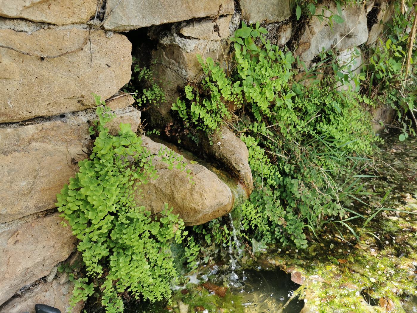 Une petite source aménagée