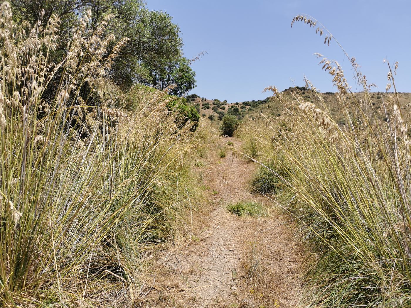 Chemin bordé d'herbe haute