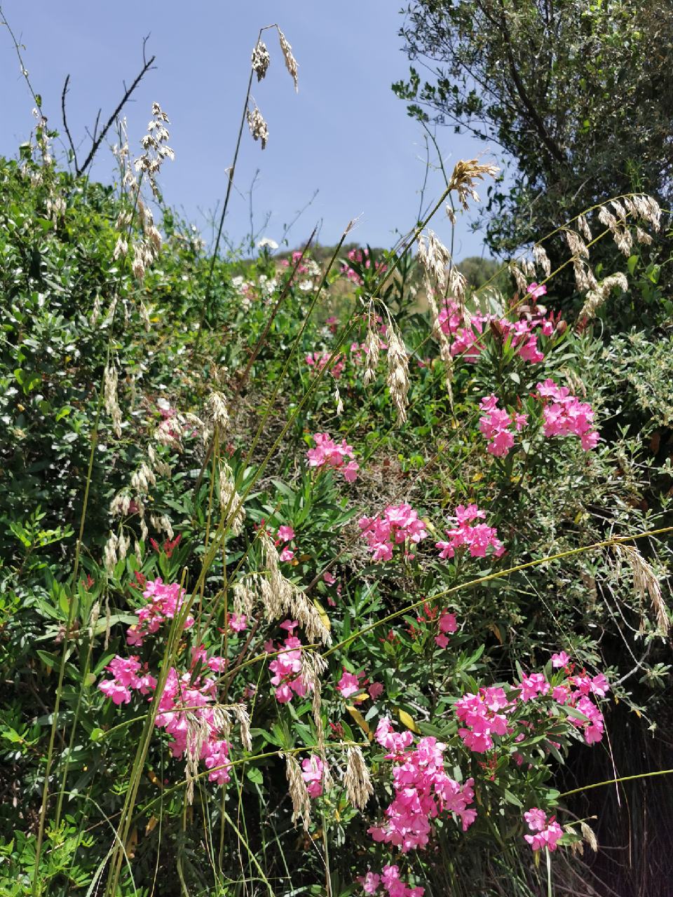 Laurier rose prés d'un filet d'eau