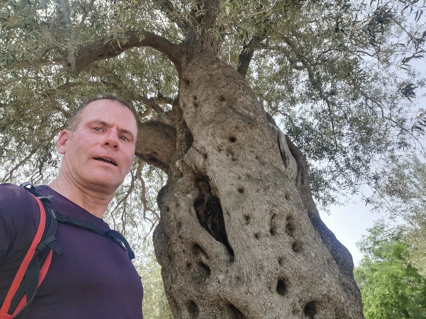 Un olivier immense devant la maison principale