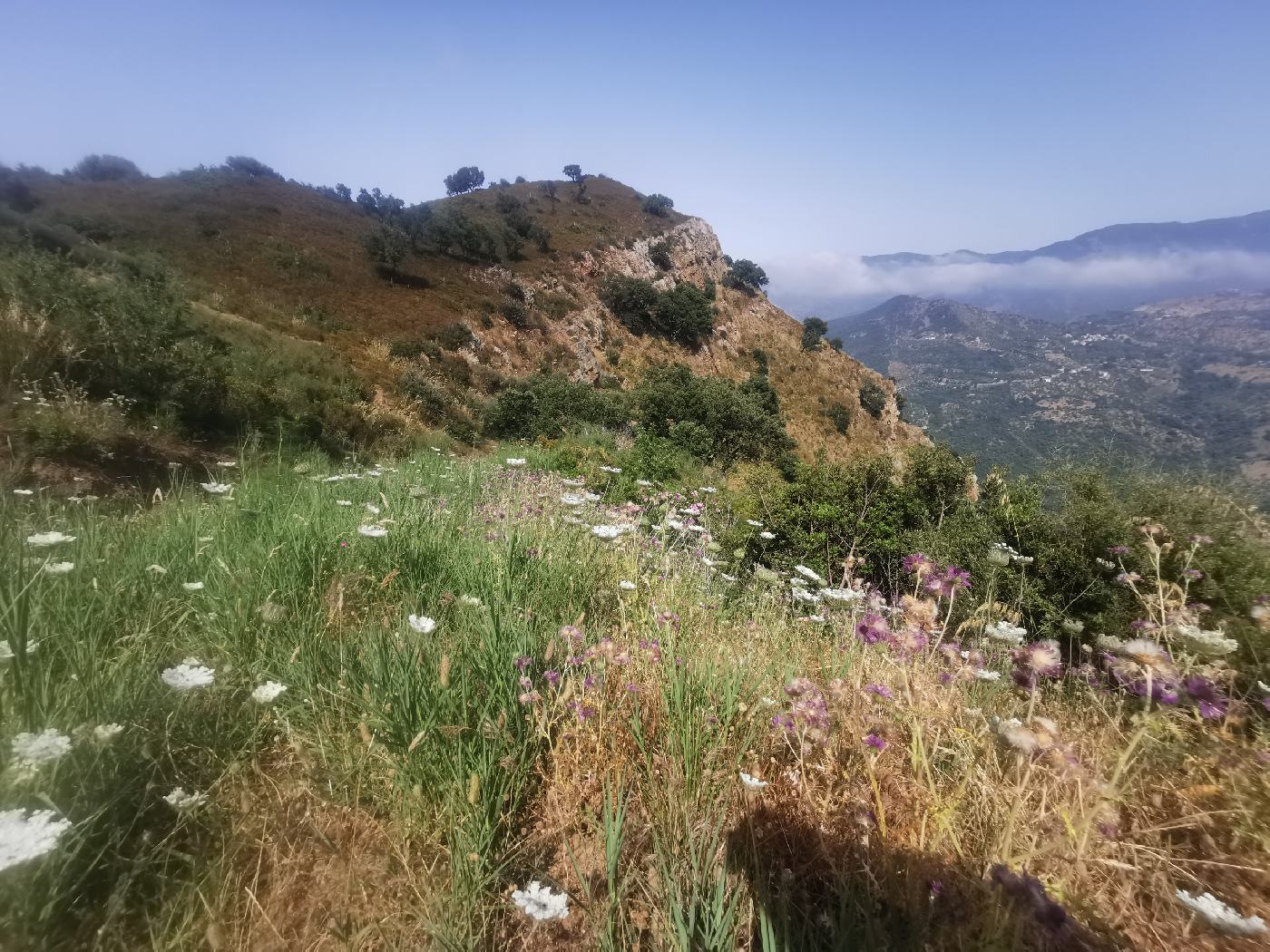 Des fleurs et la crête