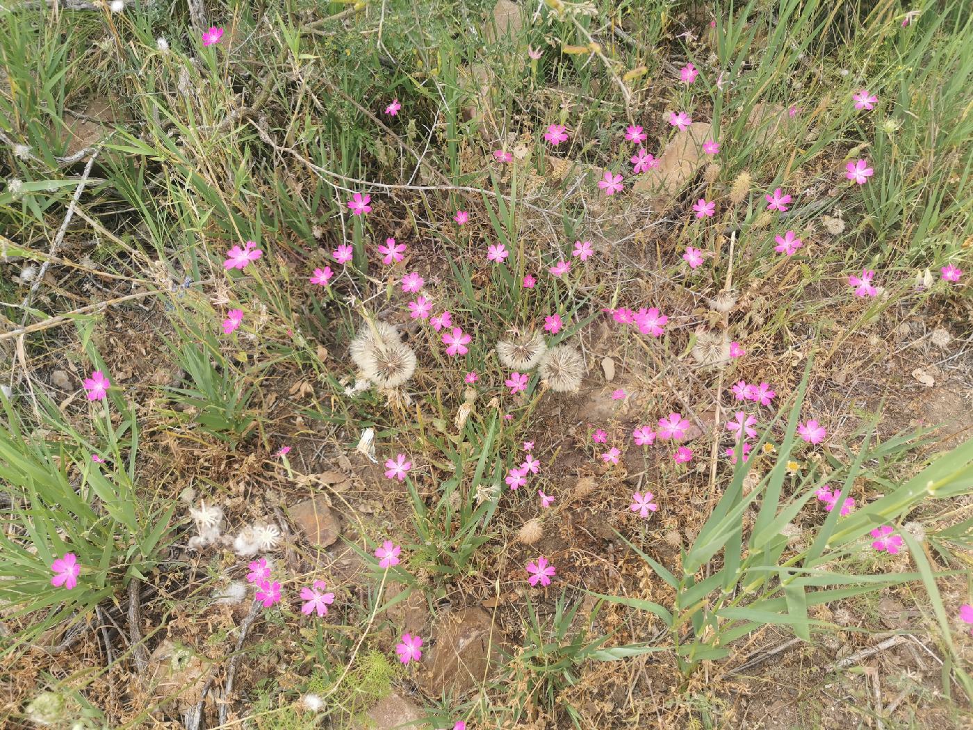 Fleurs