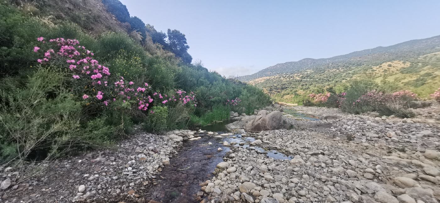 La rivière pollina, avec les lauriers roses