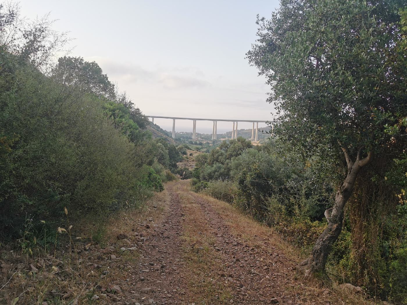 Approche des viaducs, donc de la mer, par les plantation fruitières