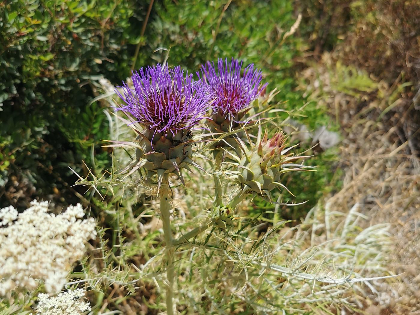 Chardon en fleur est encore fermés