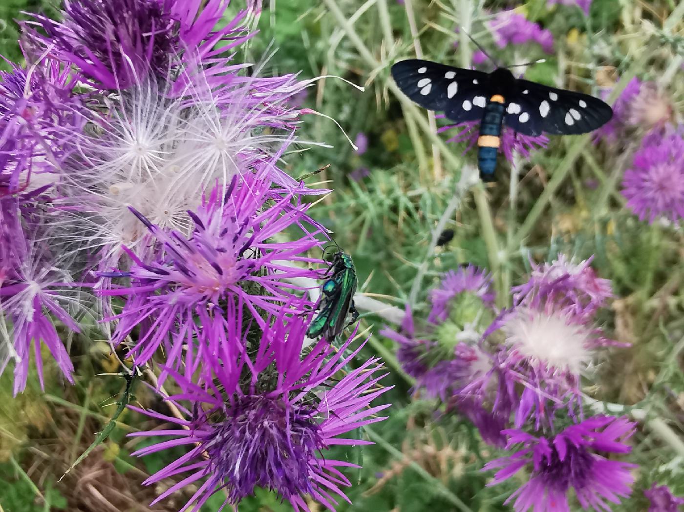 Papillon et chardons