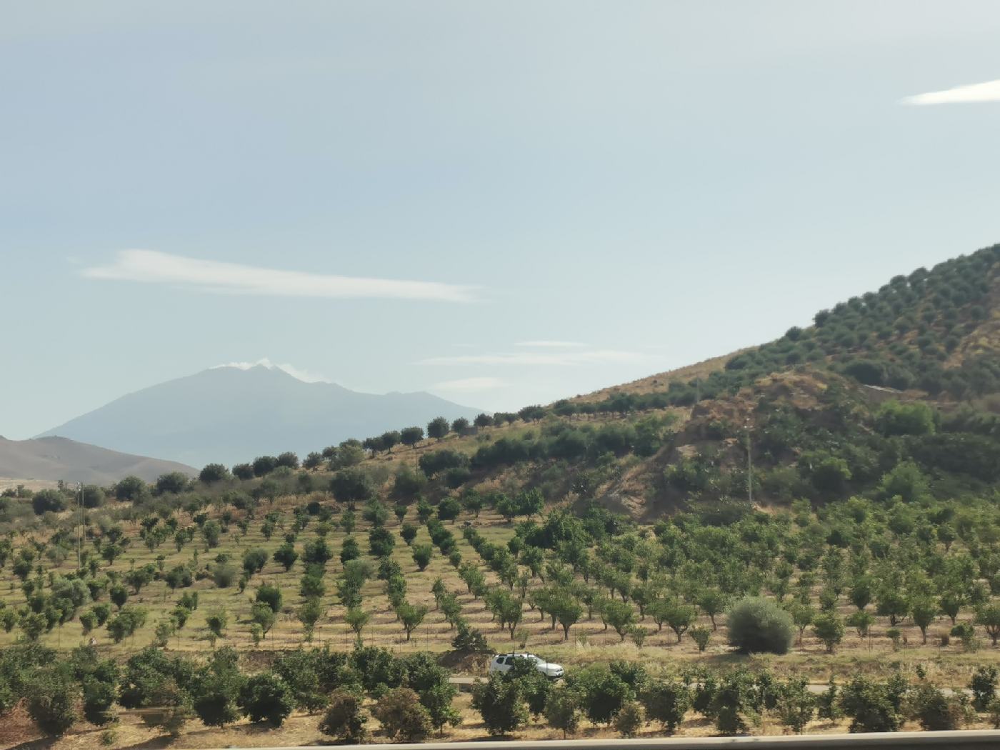 Vergers sur les terre fertile du volcan