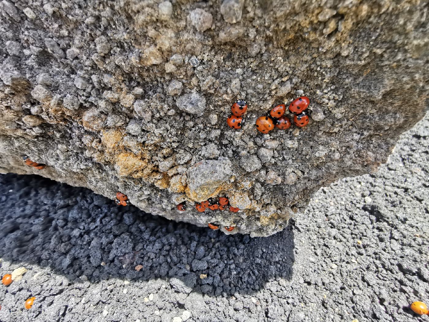 Des milliers de coccinelles en hivernation loin des prédateurs