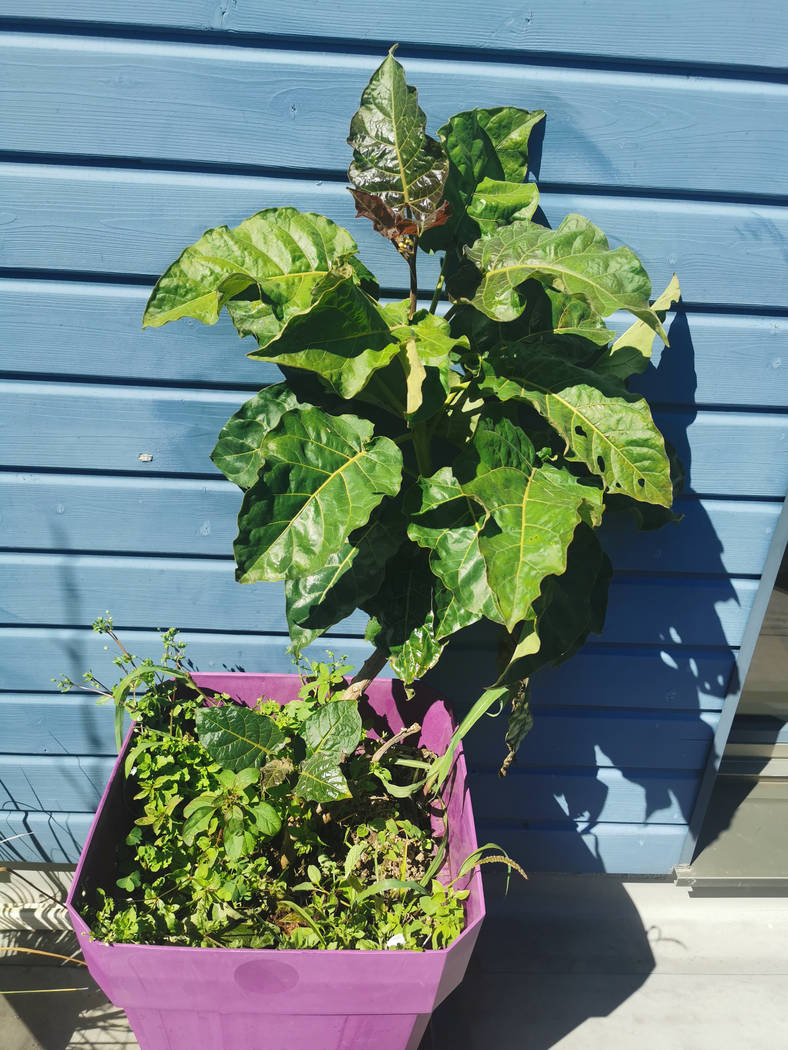 Le Tamarillo (solanum betaceum) à bien repris cette année