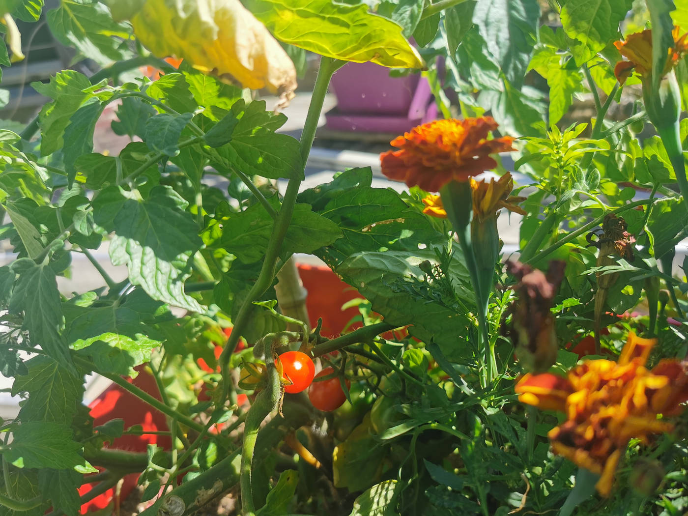 Tomates sur le solarium (terrasse à l'étage)