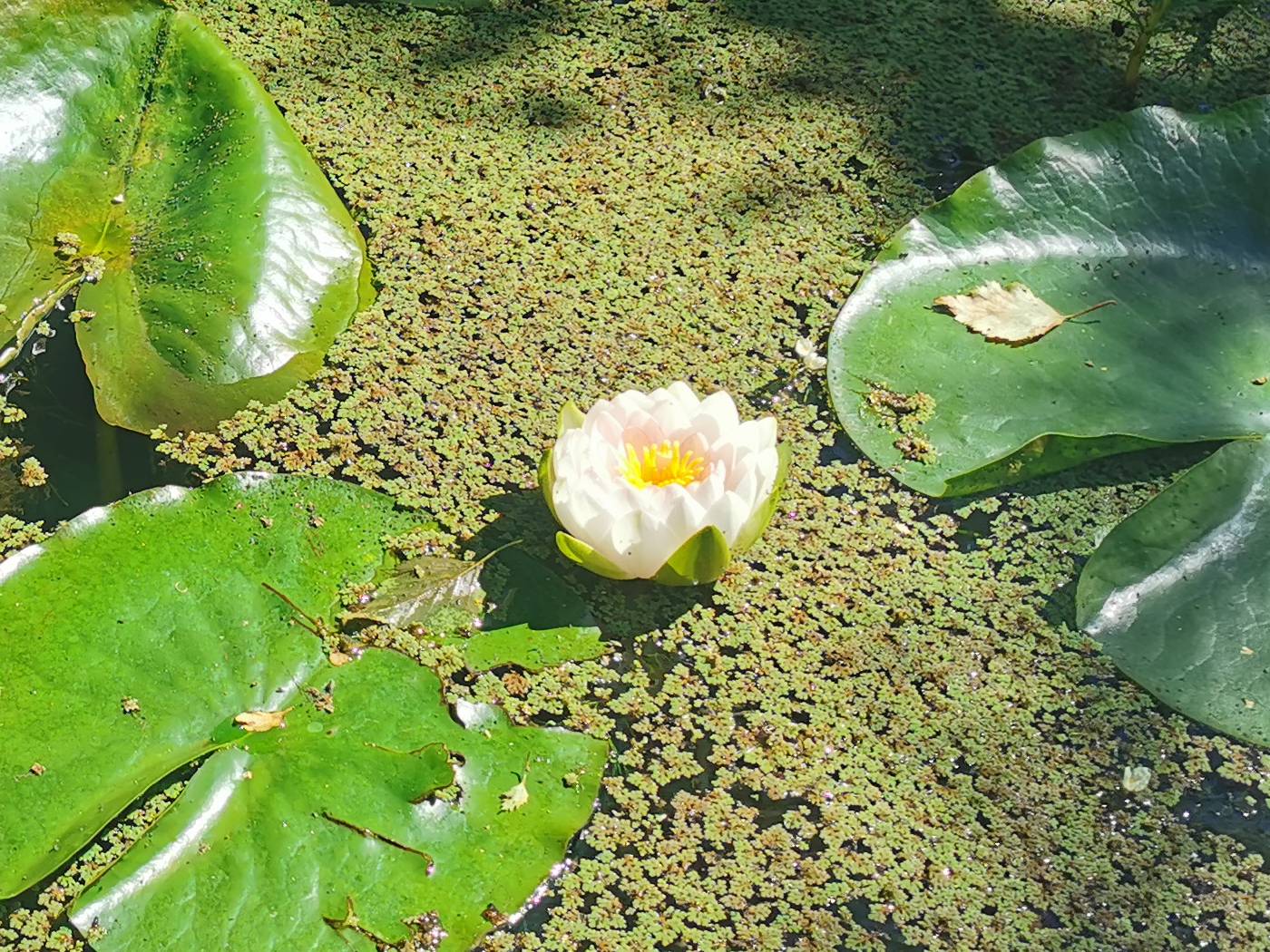 Nénuphar blanc