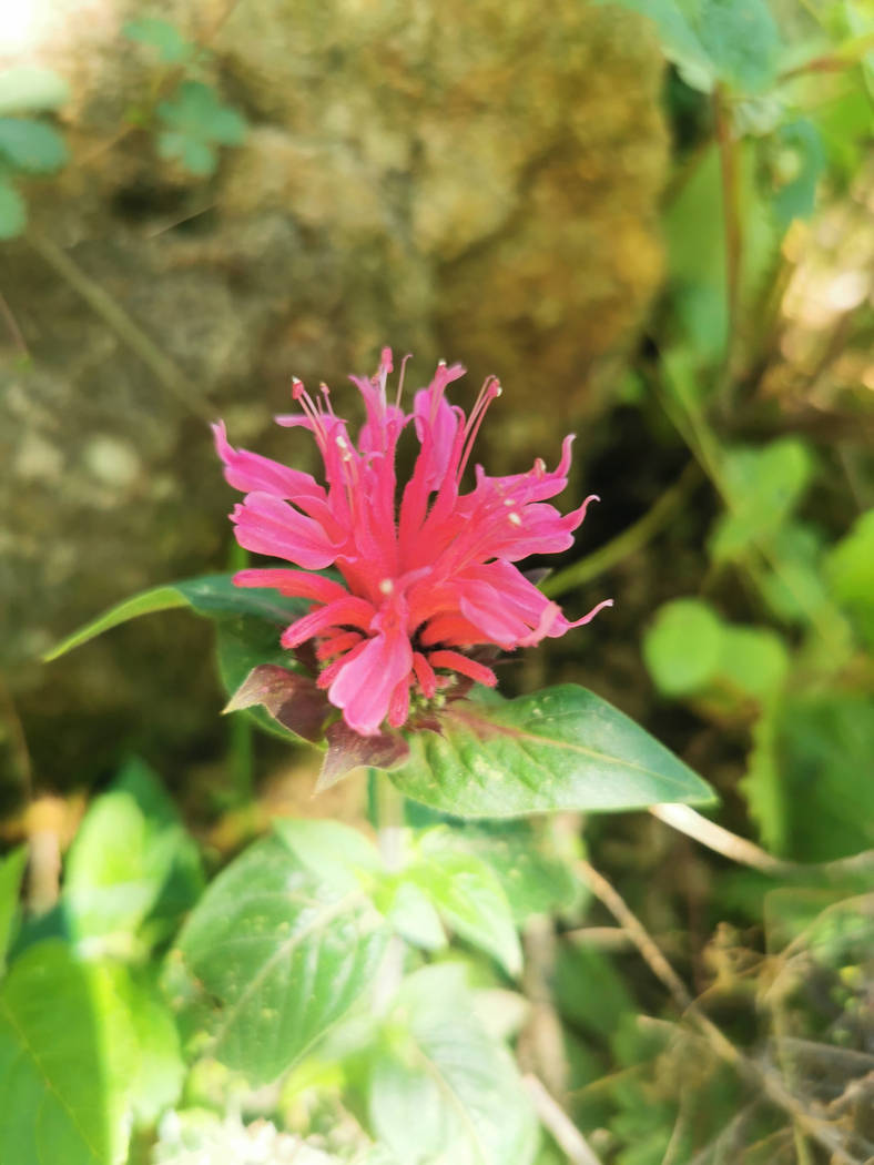 Monarde didyma