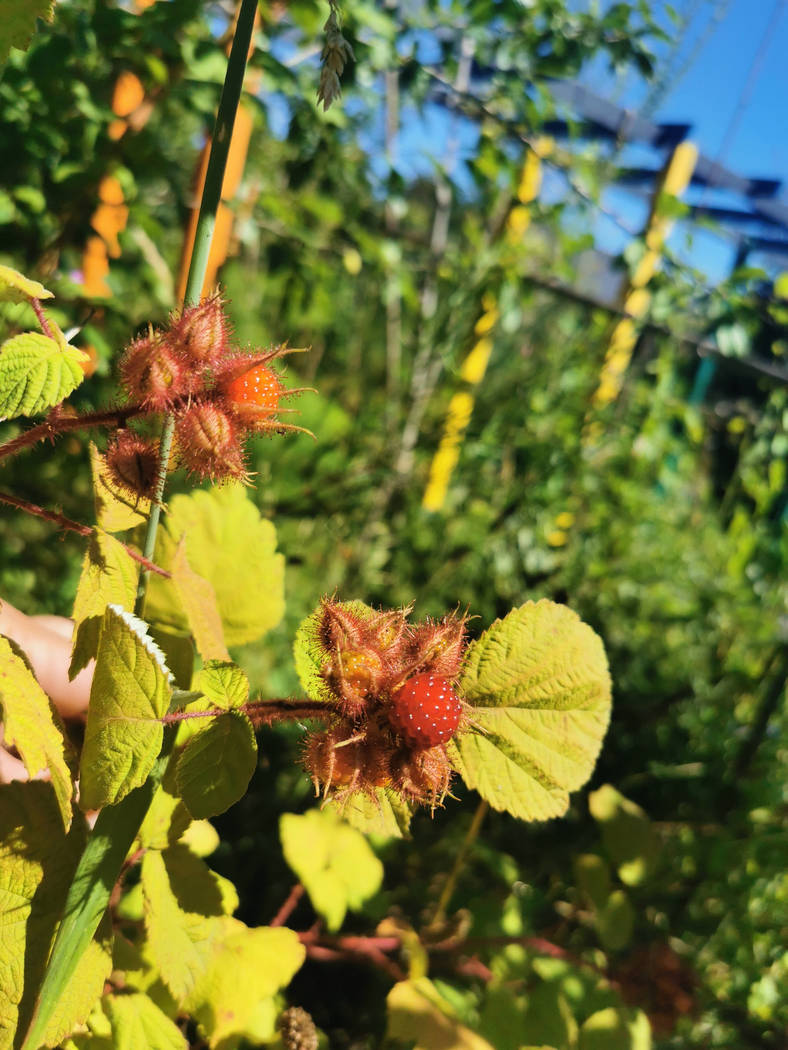 mure-raisin du japon- rubus phoenicolasius