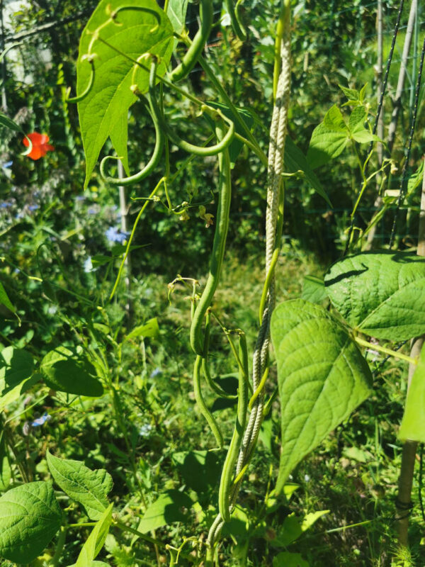 Haricots vert grimpant