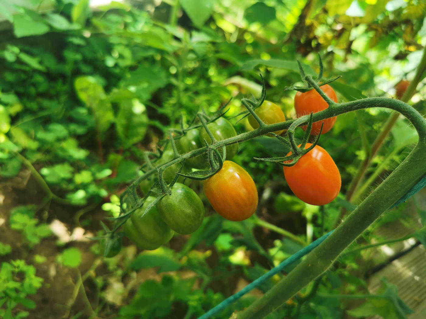 Tomates dans la serre