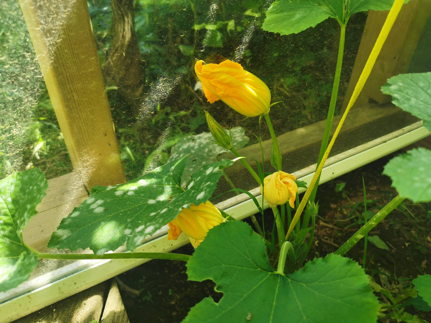 Fleurs de Courgette