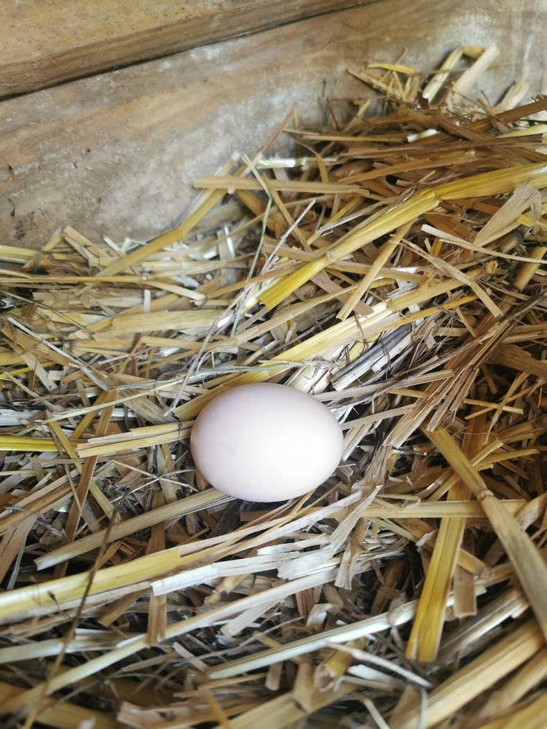 1er œuf d'une des jeune poule (la noir probablement)