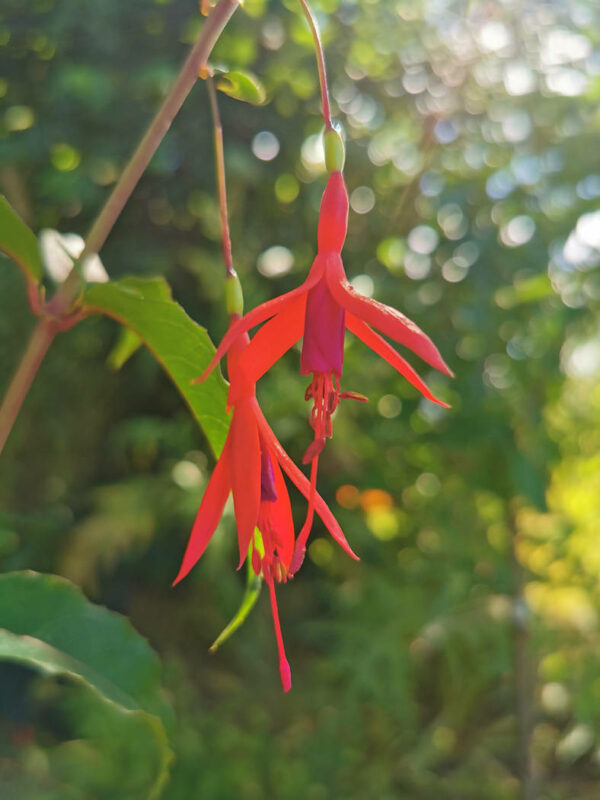 Fleurs du fuchsia comestible