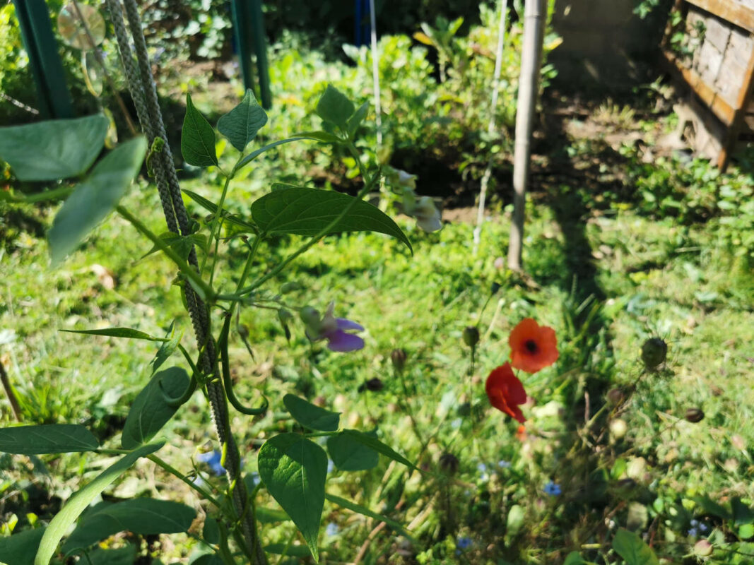 Coquelicots et fleurs d'haricots