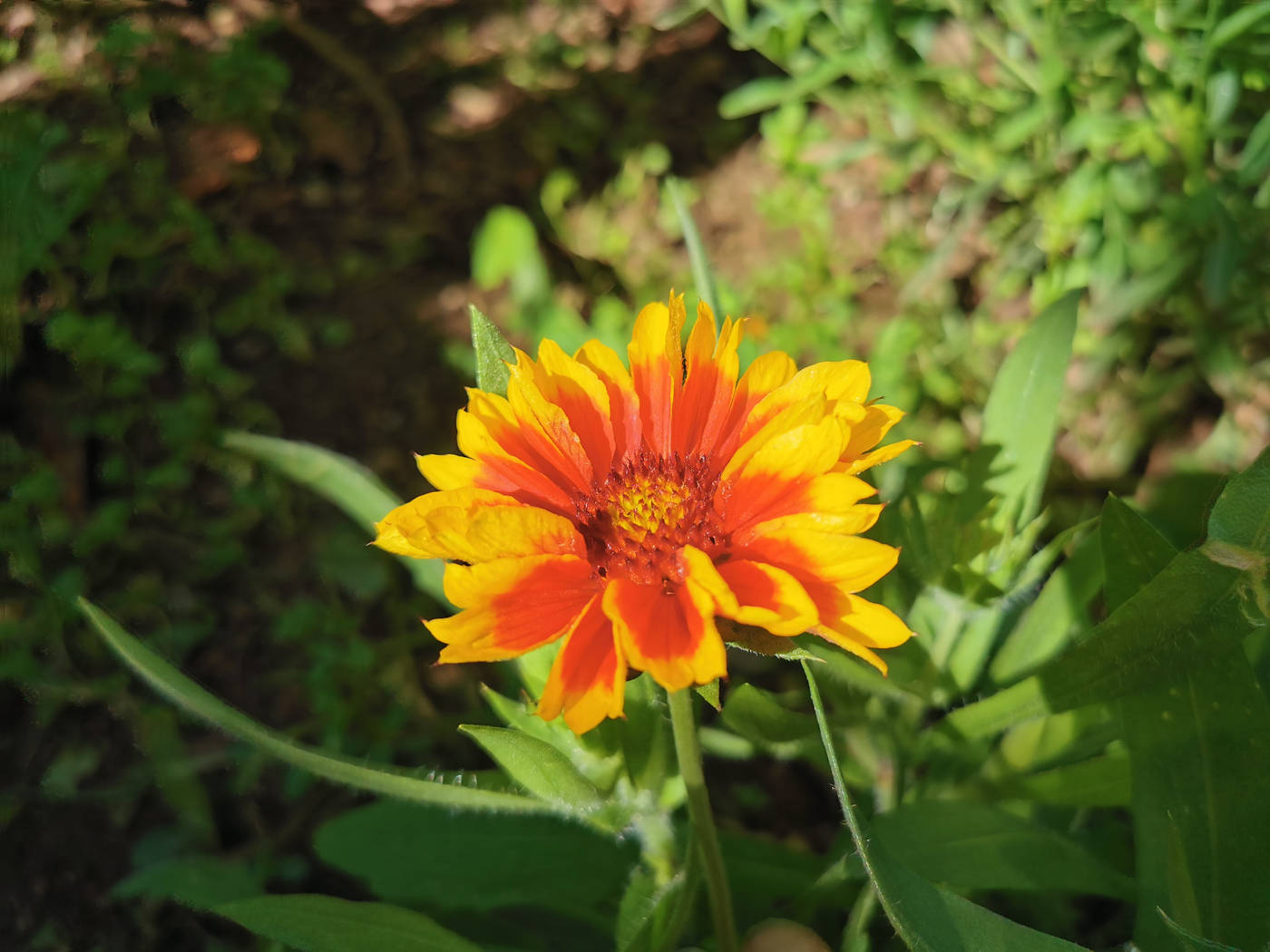 Fleur de Gaillarde ‘Arizona Sun’