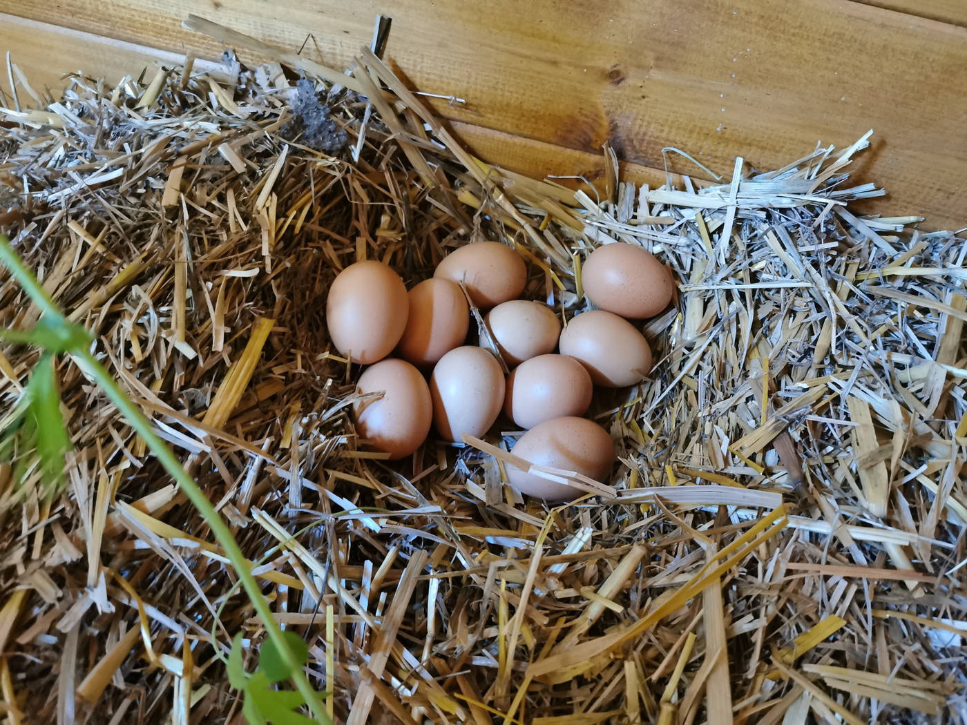 Stock d’œufs trouvé dans le cabanon