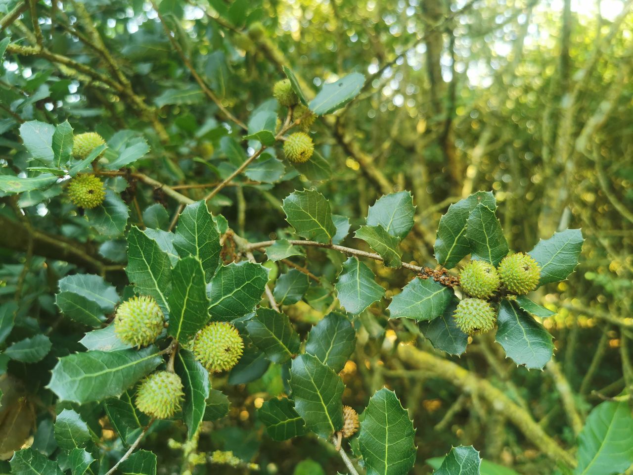 Chêne vert