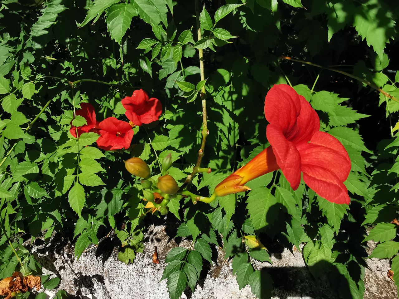 Bigogne du Chili ou Trompettes de Jérico