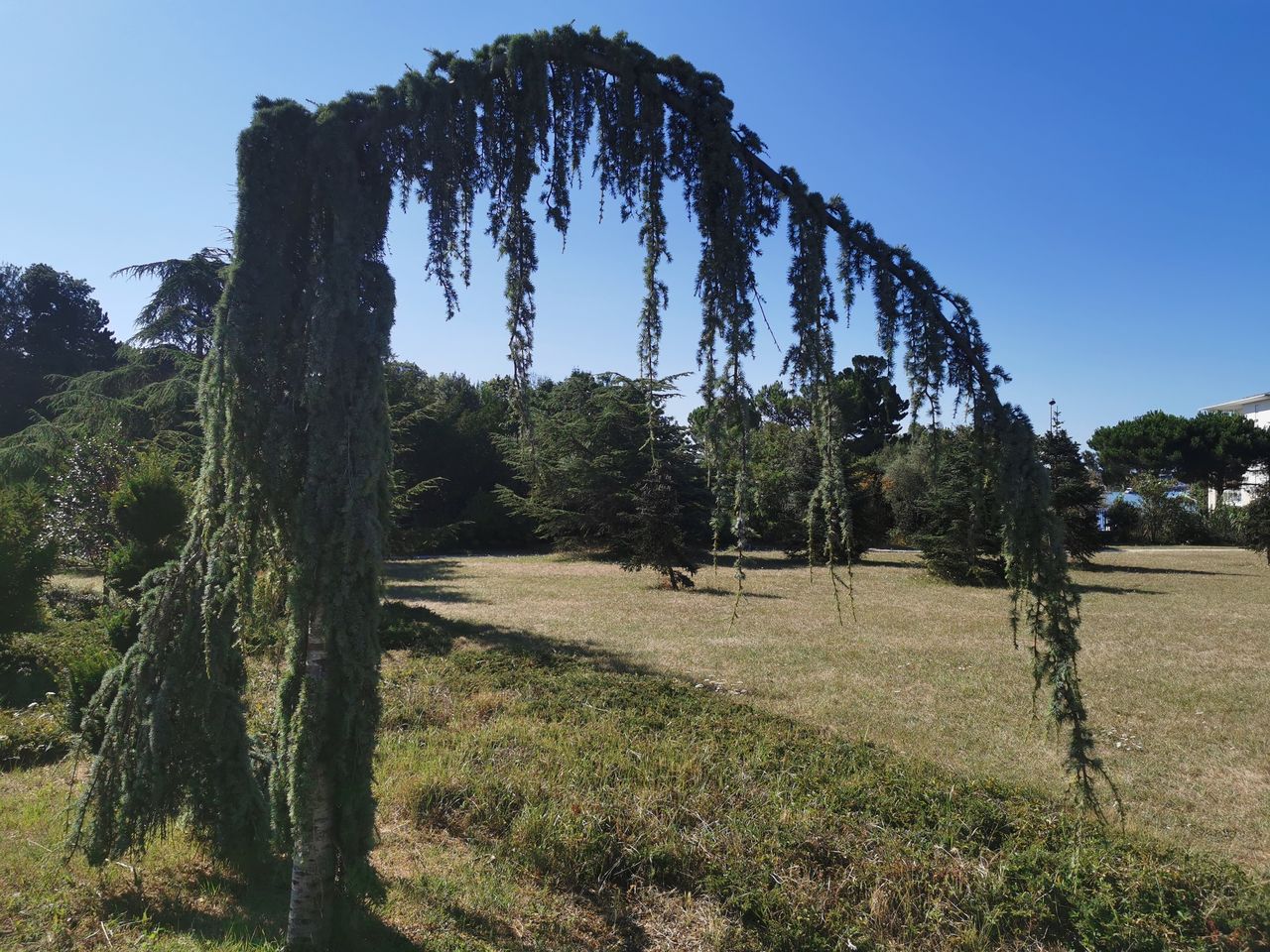 Arbre tordu