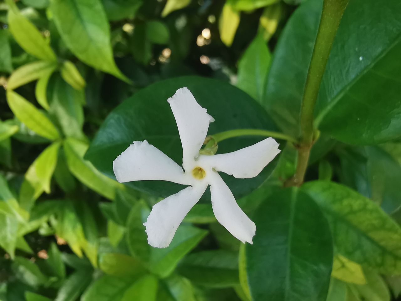 Fleur de Jasmin