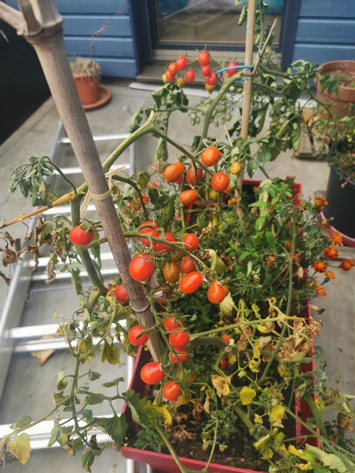 Tomates sur le solarium