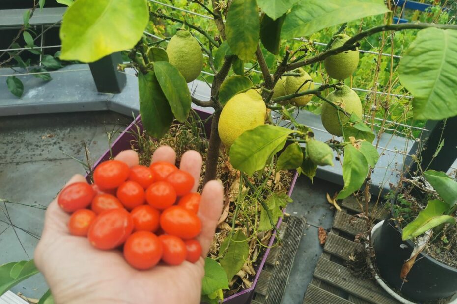 Cueillette devant le citronnier